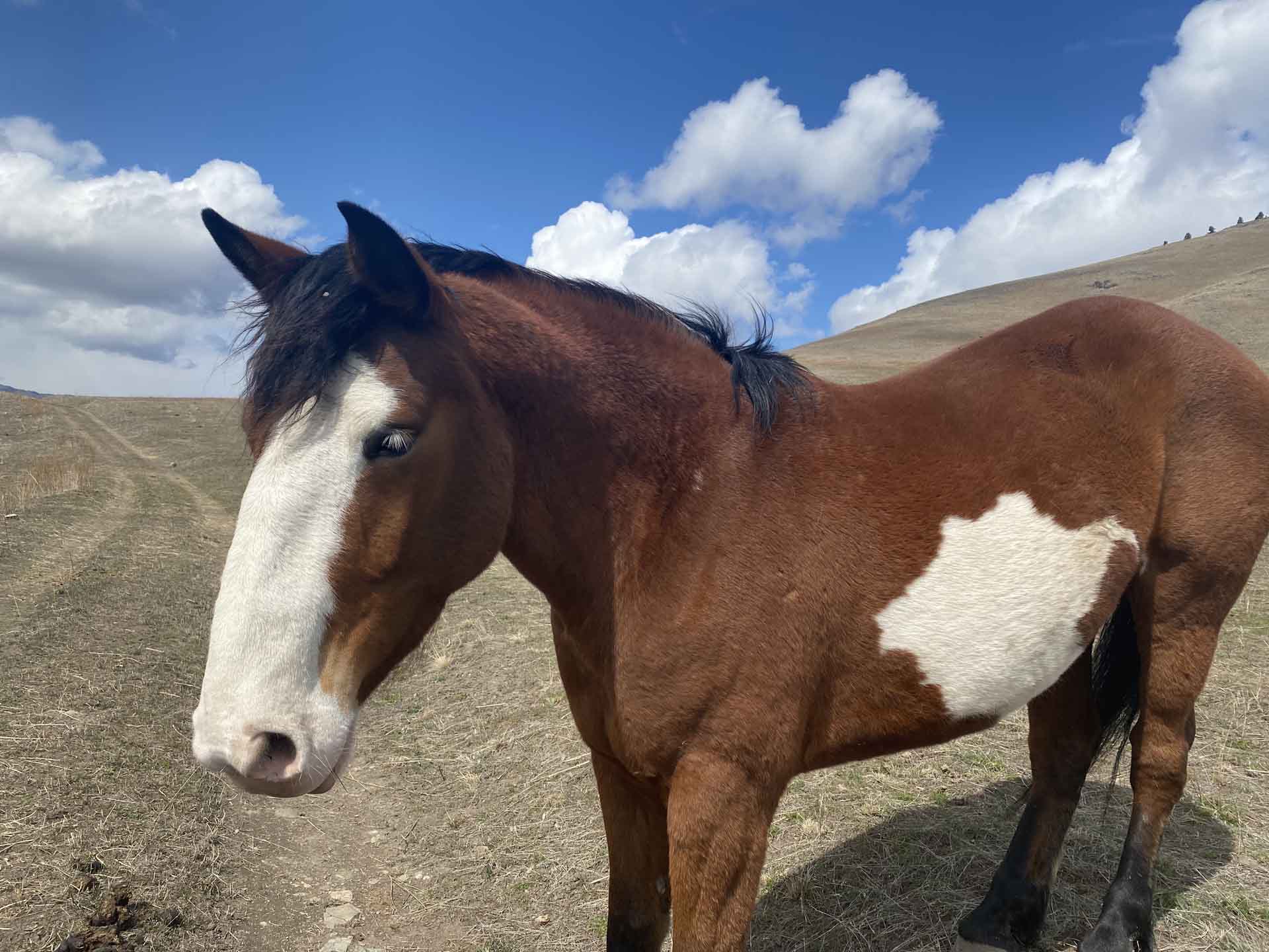 Horse Care Bitterroot Valley Real Estate