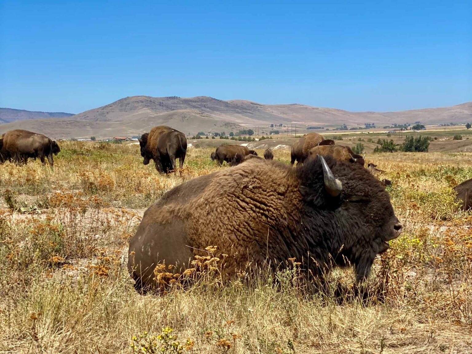 Bitterroot Valley Real Estate